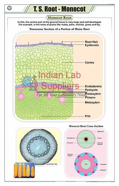 T.S Root Monocot Chart